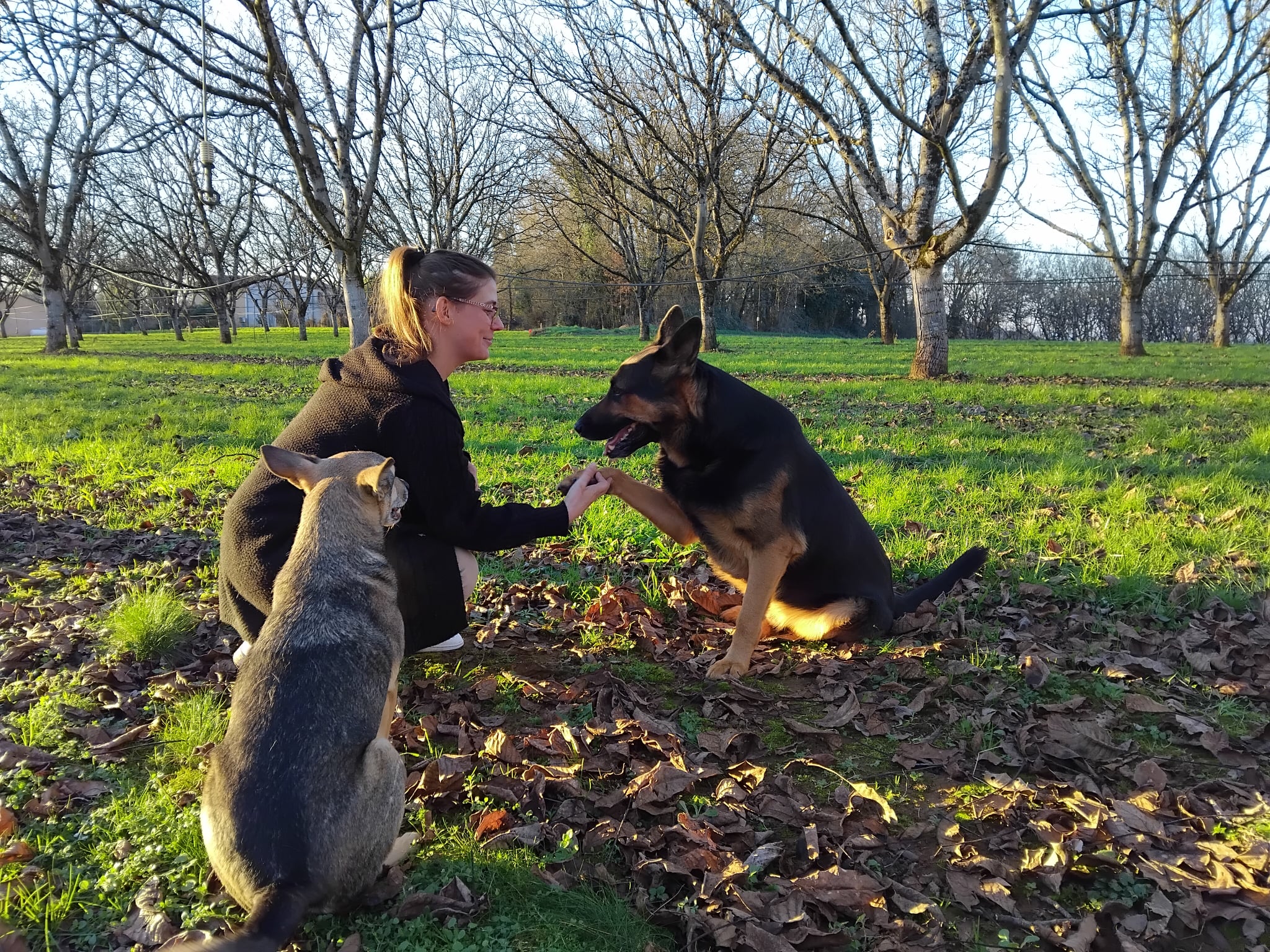 Educateur canin et ses chiens